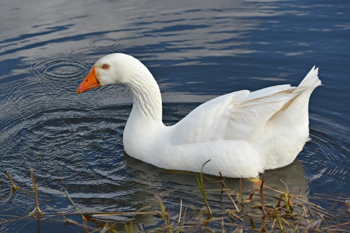 Белый Гусь Anser caerulescens