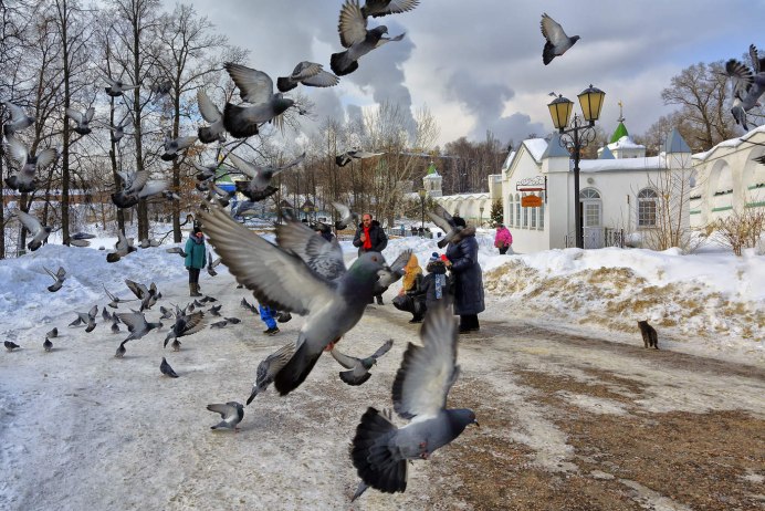Delichon urbica группа