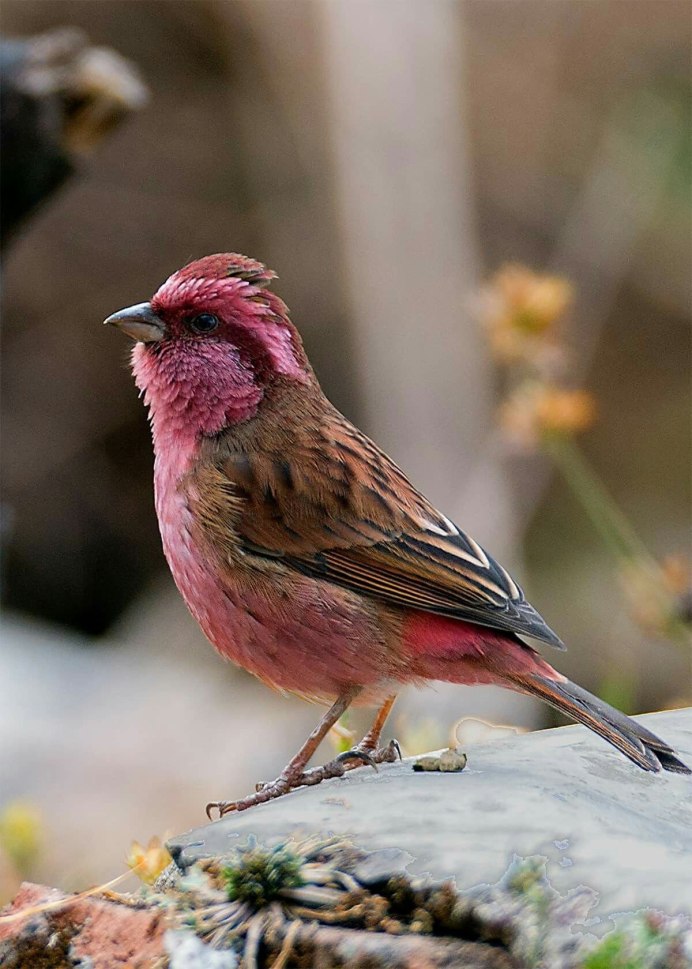 Finch птица