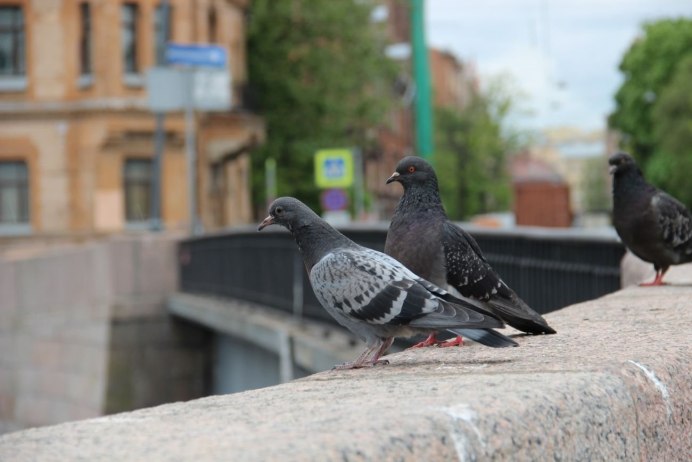 Голуби в городе