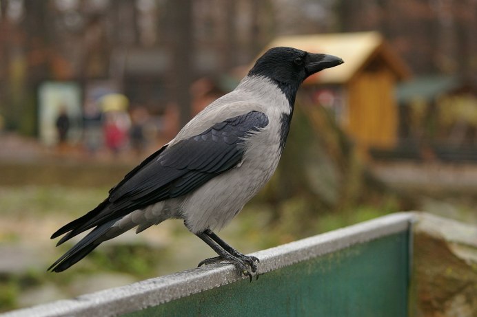 Городские вороны