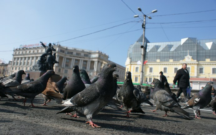 Голуби в городе