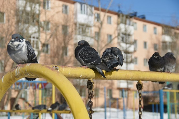 Городские птицы во дворе