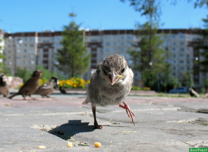 Городские животные