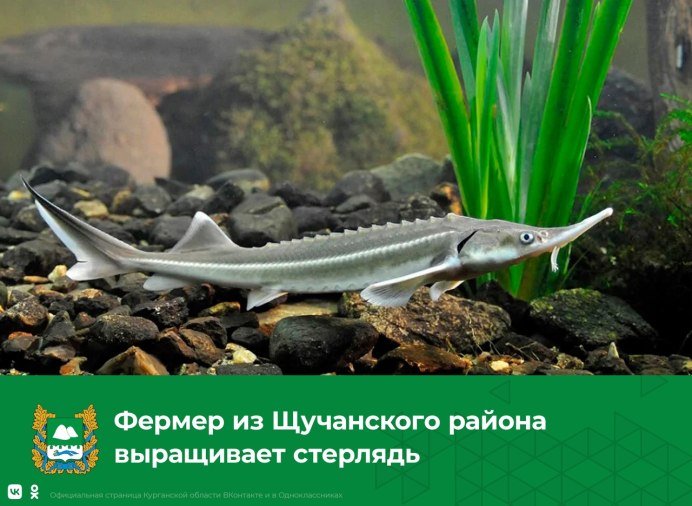 Амурский осетр