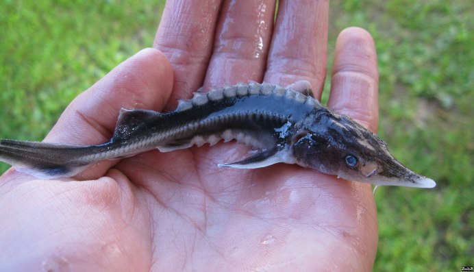 Персидский осётр Acipenser persicus