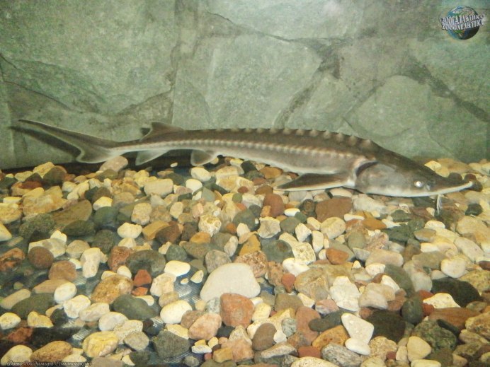 Perlfish