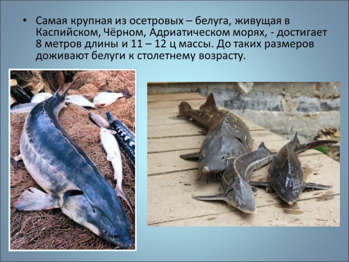 Стерлядка рыба соленая