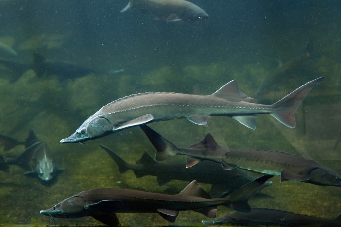 Atlantic Sturgeon
