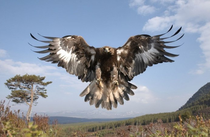 Gyps fulvus белоголовый СИП