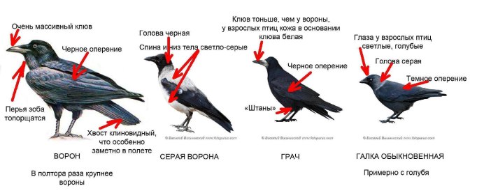 Грач ворона сорока Галка