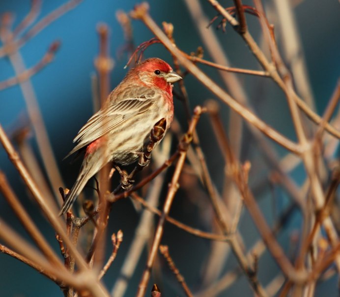 Сибирская чечевица (Carpodacus roseus (Pall.)