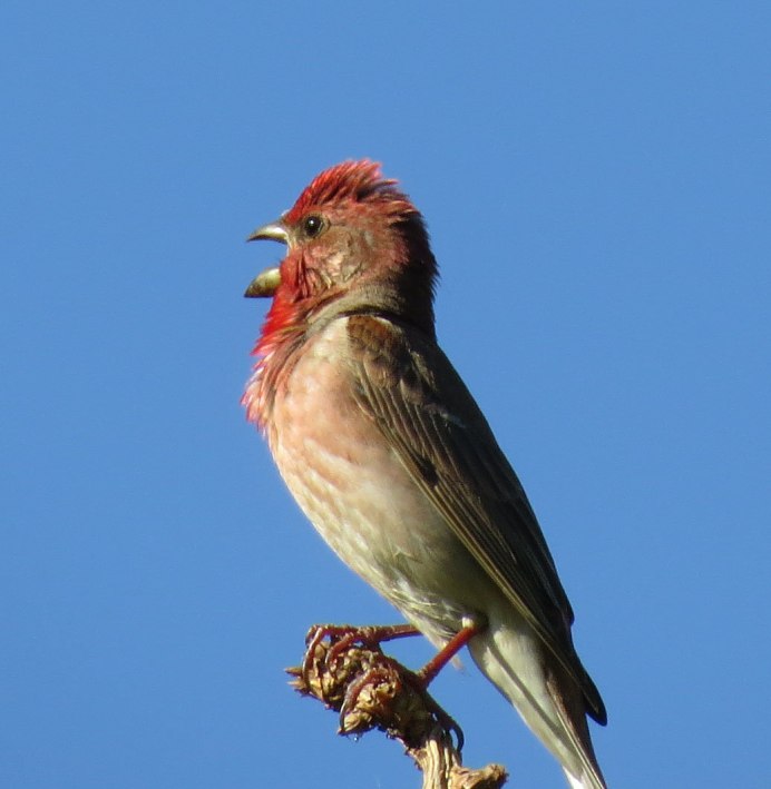 Acanthis flammea