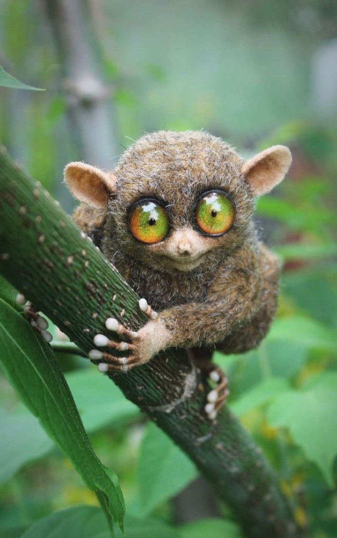 Суматранский долгопят