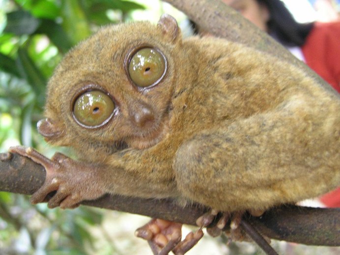 Филиппинский долгопят это лемур