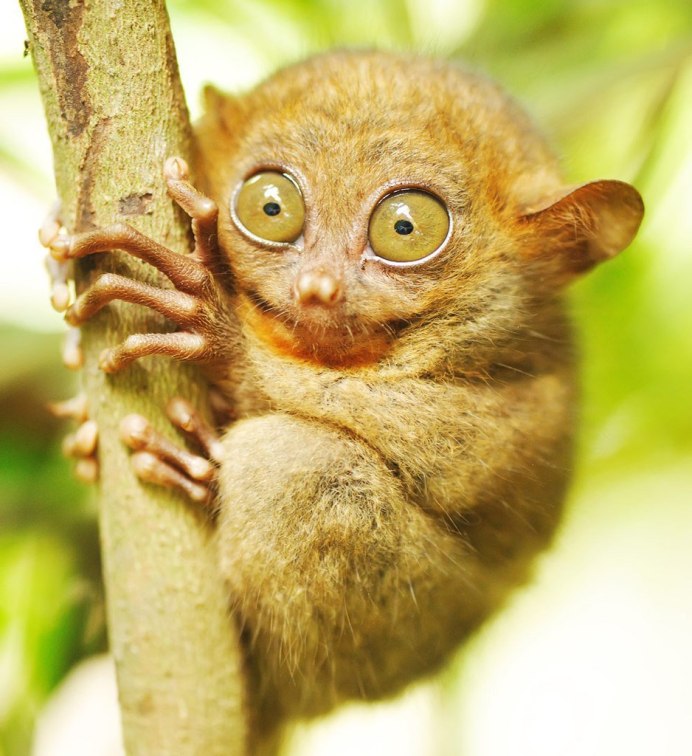 Животные с выпуклыми глазами