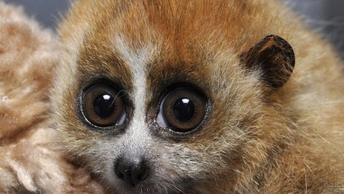 Лемур Лори глаза