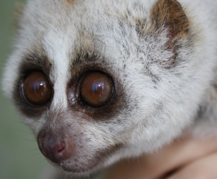 Грустный лемур Лори