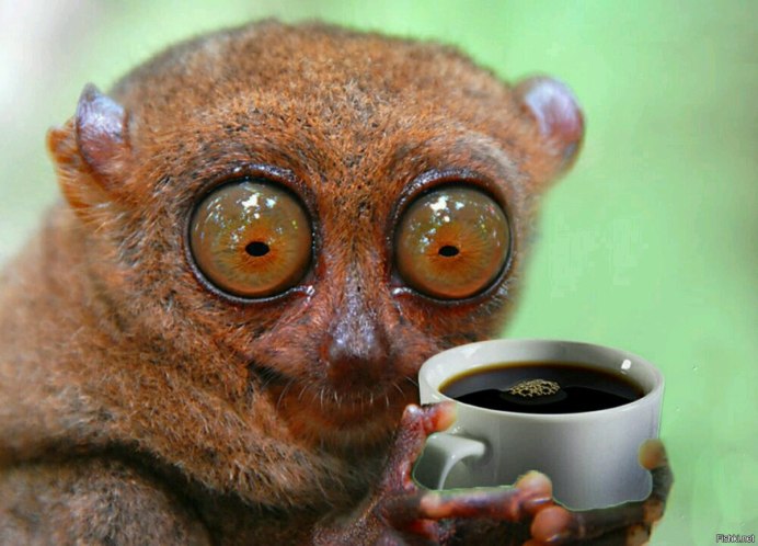 Восточный долгопят