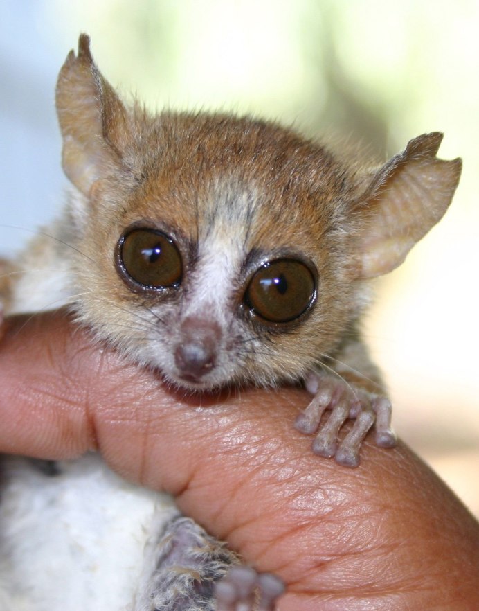 Суматранский долгопят