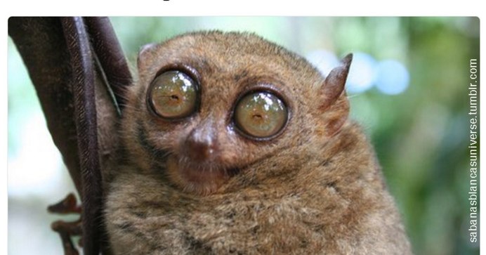 Лемур Лори глаза