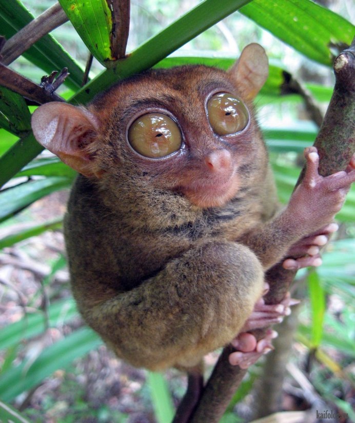 Обезьяна с огромными глазами