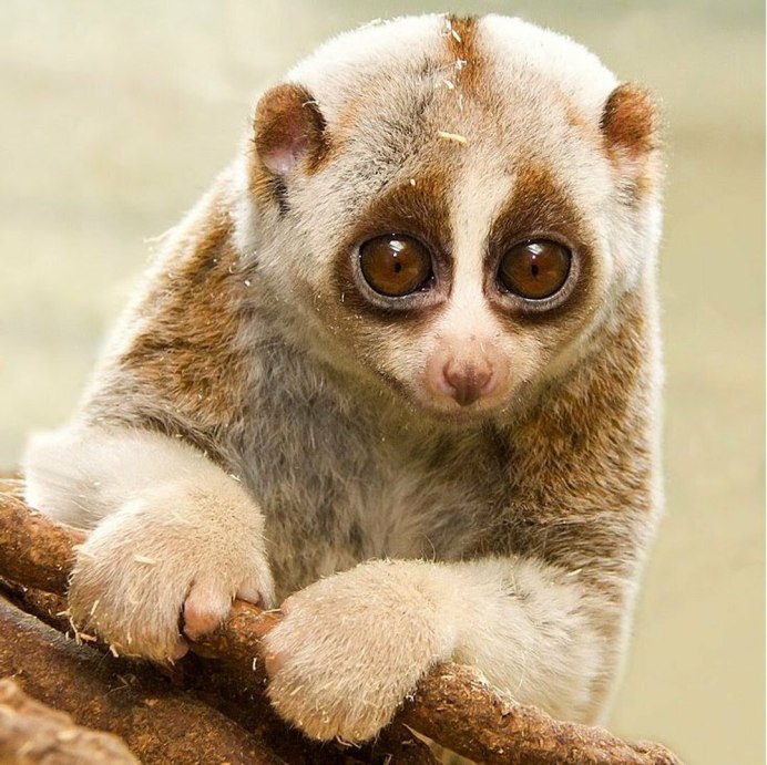 Лемур долгопят