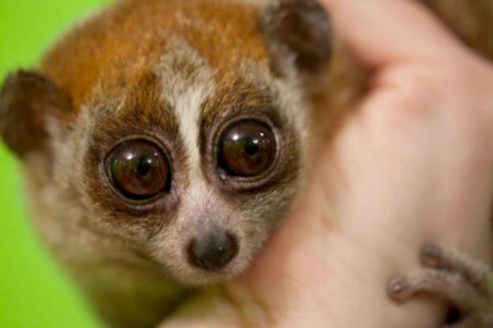 Адаптация долгопят