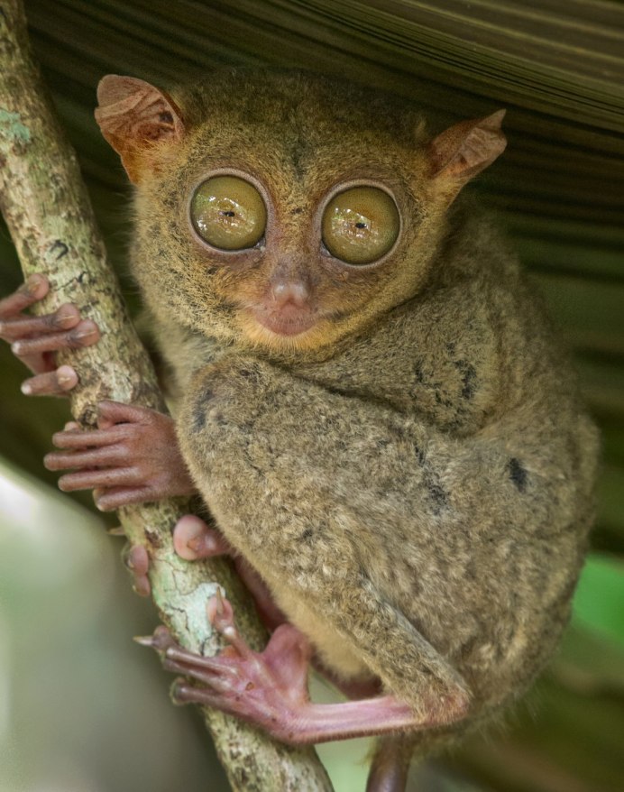 Банканский долгопят