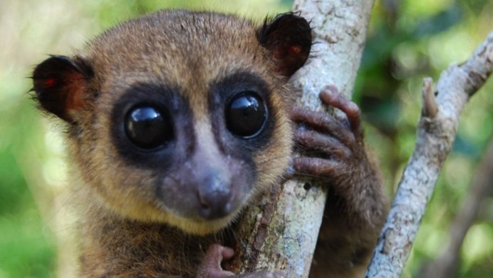 Пучеглазый долгопят