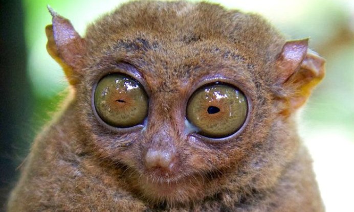 Существо с огромными глазами