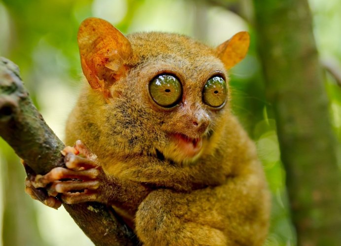 Мадагаскарский долгопят