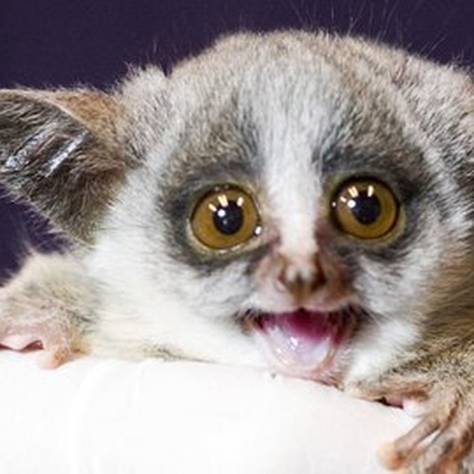 Лори, долгопят, галаго