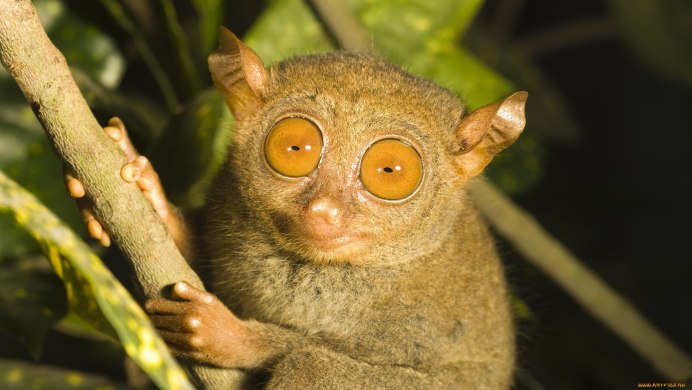 Маленький Лемурчик