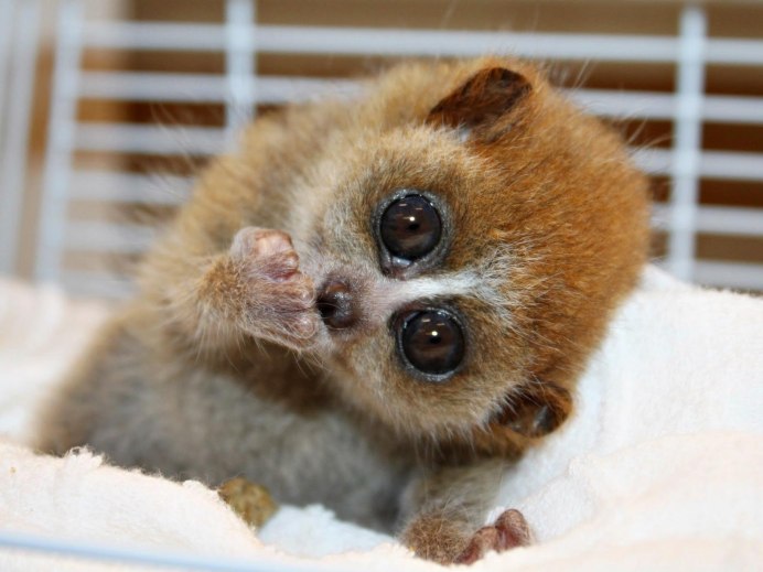 Сенегальский галаго