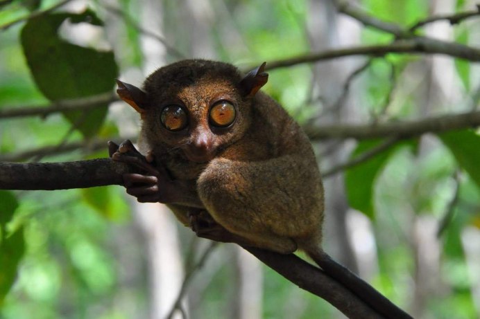 Долгопят Диана