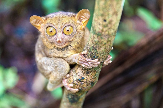 Долгопят отряд