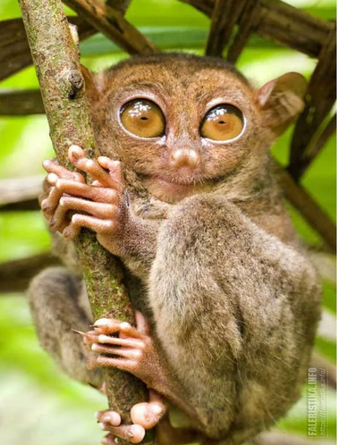 Лемур Лори с большими глазами