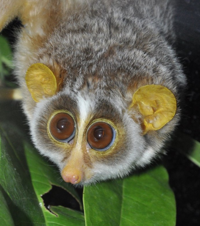 Лемур долгопят