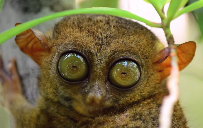 Tarsius pumilus (карликовый долгопят);