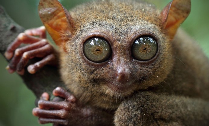 Австралийский долгопят