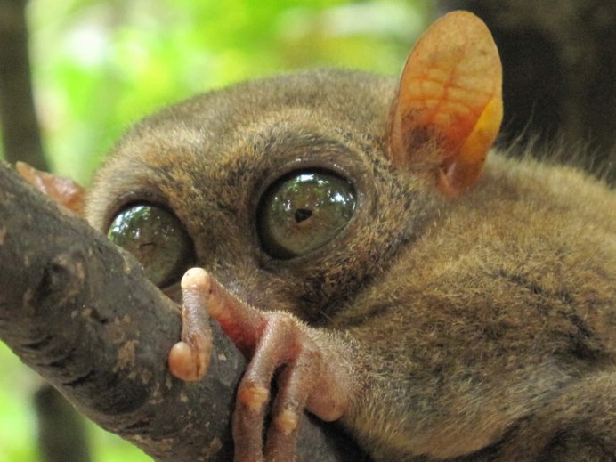 Долгопят Родина