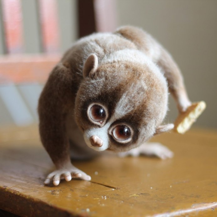 Сумчатый долгопят