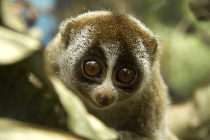 Мадагаскарский лемур Лори