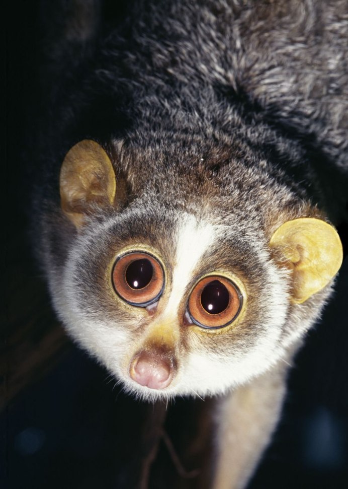 Лори, долгопят, галаго