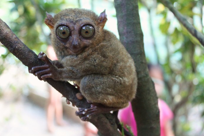 Мадагаскарский долгопят