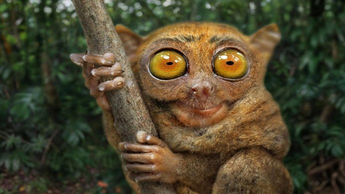 Сенегальский галаго