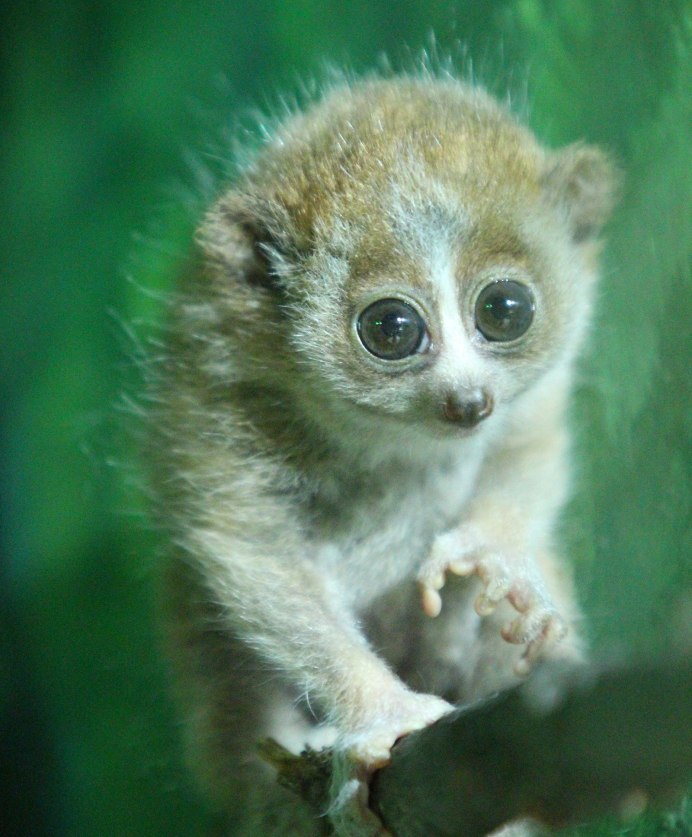 Лемур Лори