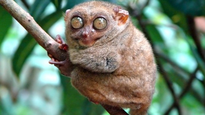 Лемур галаго