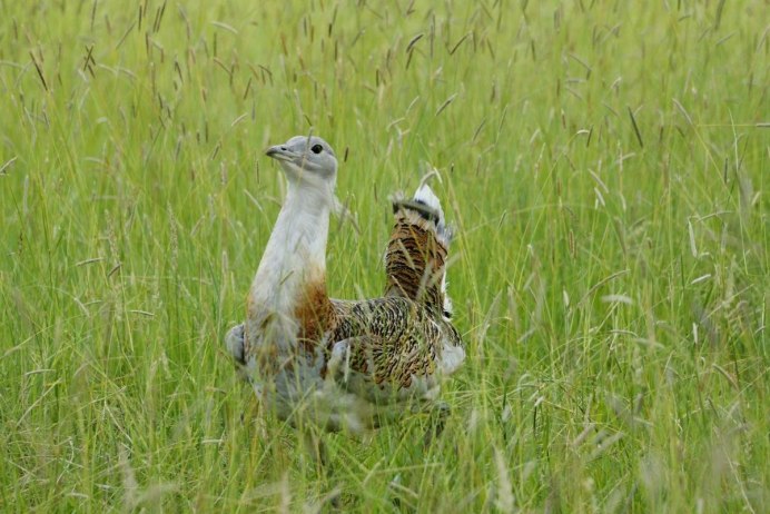 Bustard Scramble